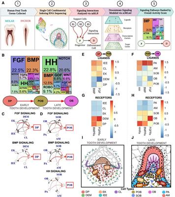 Single cell RNA sequencing reveals human tooth type identity and guides in vitro hiPSC derived odontoblast differentiation (iOB)